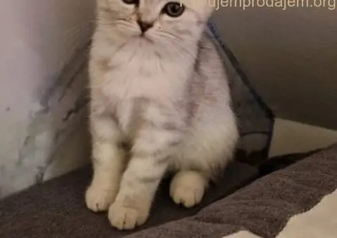 Britanske mace - 1/5