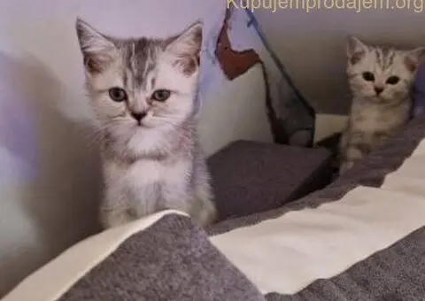 Britanske mace - 2/5