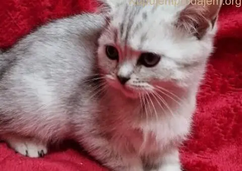 Britanske mace - 3/5