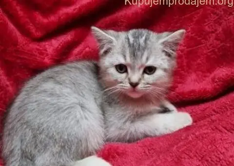 Britanske mace - 4/5