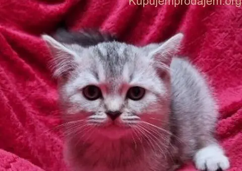 Britanske mace - 5/5