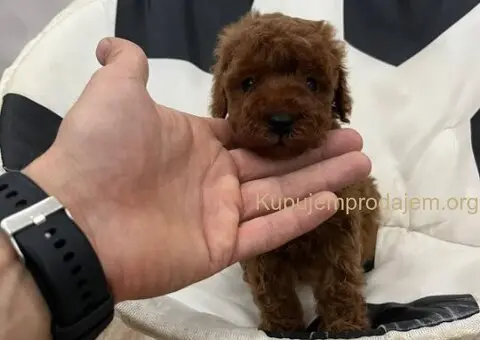 Toy pudle vrhunski kvalitet - 1/5