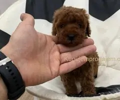 Toy pudle vrhunski kvalitet