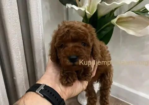 Toy pudle vrhunski kvalitet - 2/5