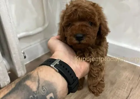 Toy pudle vrhunski kvalitet - 3/5