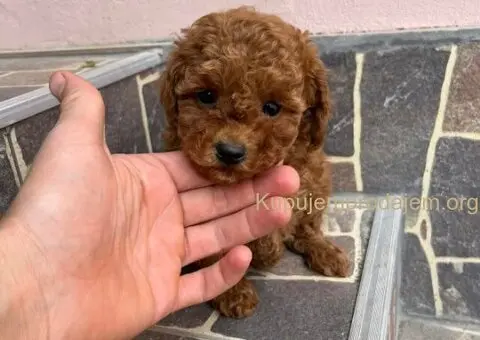 Toy pudle vrhunski kvalitet - 4/5