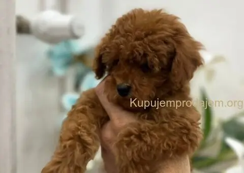 Toy pudle vrhunski kvalitet - 5/5