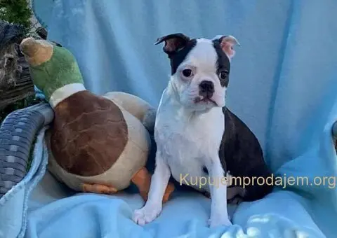 Dostupno musko stene Boston terijera