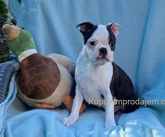 Dostupno musko stene Boston terijera