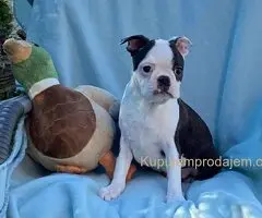 Dostupno musko stene Boston terijera