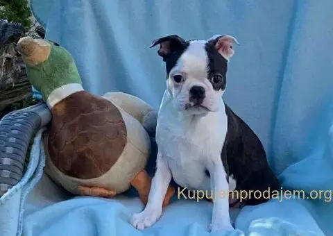 Dostupno musko stene Boston terijera - 2/2