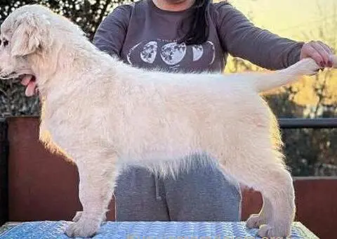 Zlatni retriver PRELEPI štenci