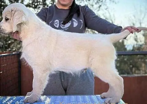 Zlatni retriver PRELEPI štenci - 2/2