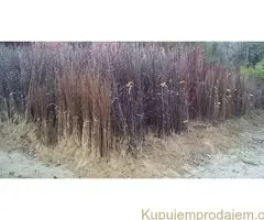 RASADNIK NASTIC SAŠE prodaja voćnih sadnica