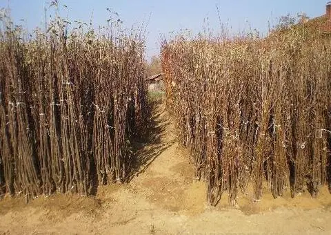 RASADNIK NASTIC SAŠE prodaja voćnih sadnica - 2/3