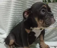 Plavi engleski buldog