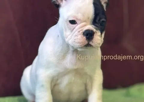 Francuski Buldog prelepi štenci - 1/10