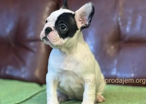 Francuski Buldog prelepi štenci - 2/10