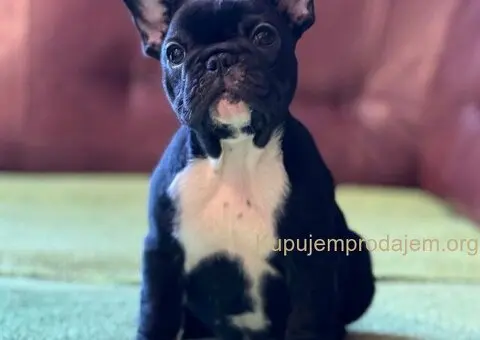 Francuski Buldog prelepi štenci - 4/10