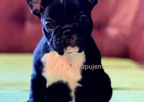 Francuski Buldog prelepi štenci - 5/10