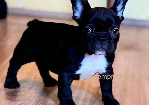 Francuski Buldog prelepi štenci - 6/10
