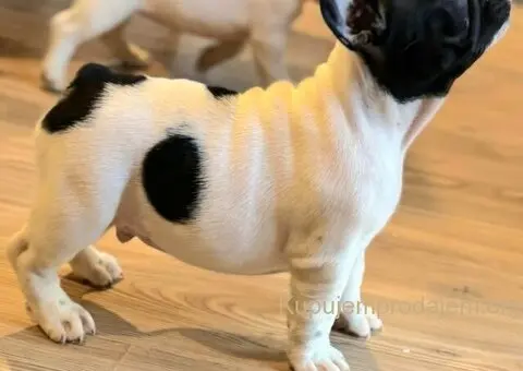 Francuski Buldog prelepi štenci - 7/10
