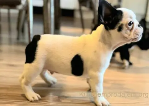 Francuski Buldog prelepi štenci - 8/10