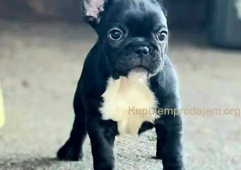 Francuski Buldog prelepi štenci - 9/10