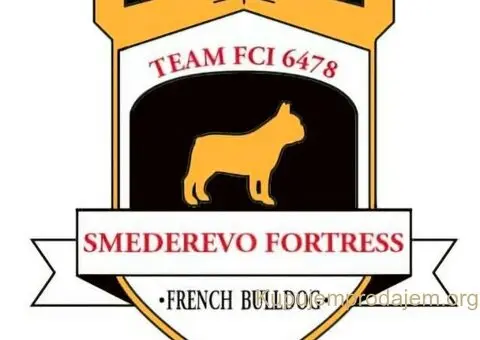 Francuski Buldog prelepi štenci - 10/10