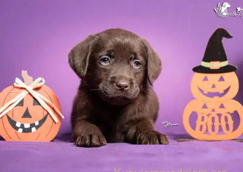 Štenci Labrador retrivera na prodaju! - 1/3