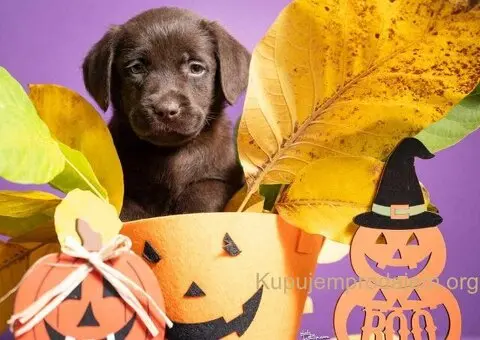 Štenci Labrador retrivera na prodaju! - 2/3