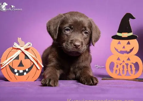 Štenci Labrador retrivera na prodaju! - 3/3