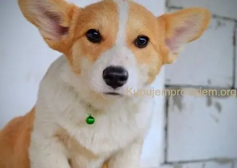 Velski korgi/Welsh Corgi Pembroke - 1/13