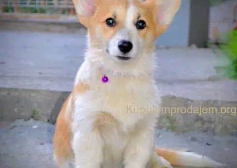 Velski korgi/Welsh Corgi Pembroke - 2/13
