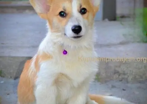 Velski korgi/Welsh Corgi Pembroke - 3/13