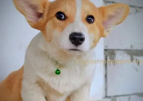 Velski korgi/Welsh Corgi Pembroke - 4/13