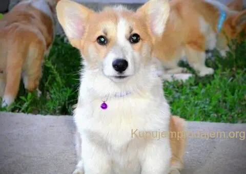 Velski korgi/Welsh Corgi Pembroke - 5/13