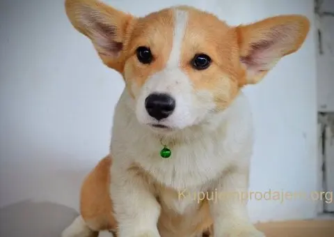 Velski korgi/Welsh Corgi Pembroke - 6/13