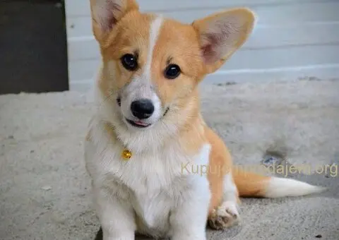 Velski korgi/Welsh Corgi Pembroke - 7/13