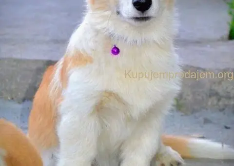 Velski korgi/Welsh Corgi Pembroke - 8/13