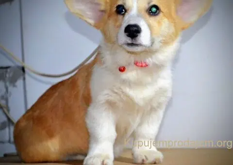 Velski korgi/Welsh Corgi Pembroke - 9/13