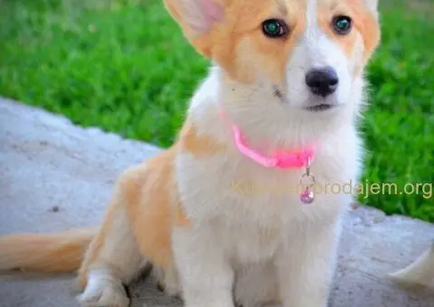 Velski korgi/Welsh Corgi Pembroke - 10/13