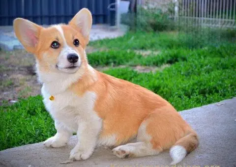 Velski korgi/Welsh Corgi Pembroke - 11/13