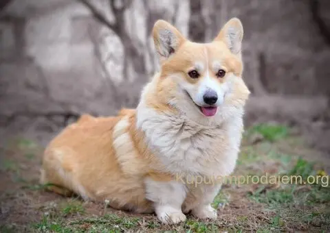 Velski korgi/Welsh Corgi Pembroke - 12/13