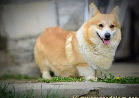 Velski korgi/Welsh Corgi Pembroke - 13/13
