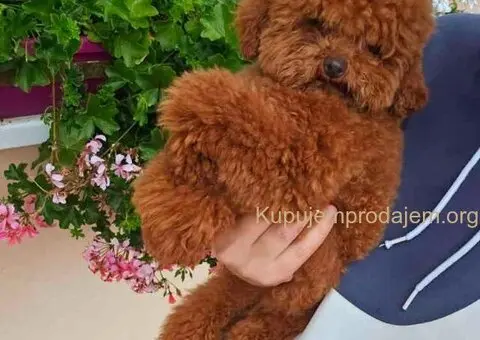 Najmanje pudle, od najlepsih roditelja - 1/5