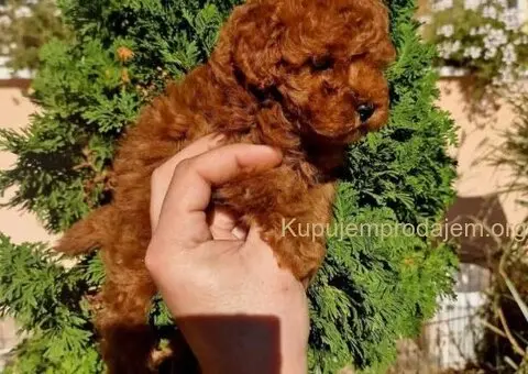 Najmanje pudle, od najlepsih roditelja - 2/5