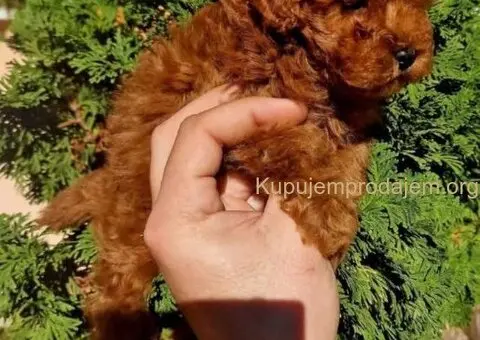 Najmanje pudle, od najlepsih roditelja - 3/5