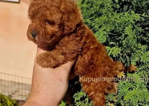 Najmanje pudle, od najlepsih roditelja - 4/5