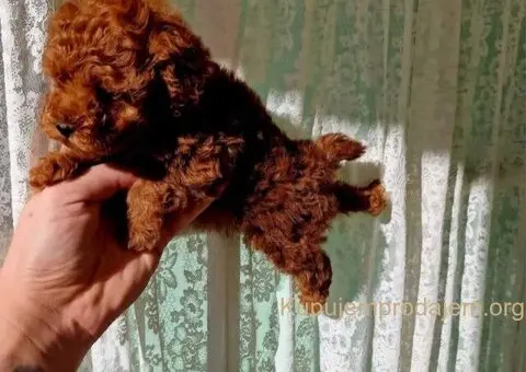 Najmanje pudle, od najlepsih roditelja - 5/5